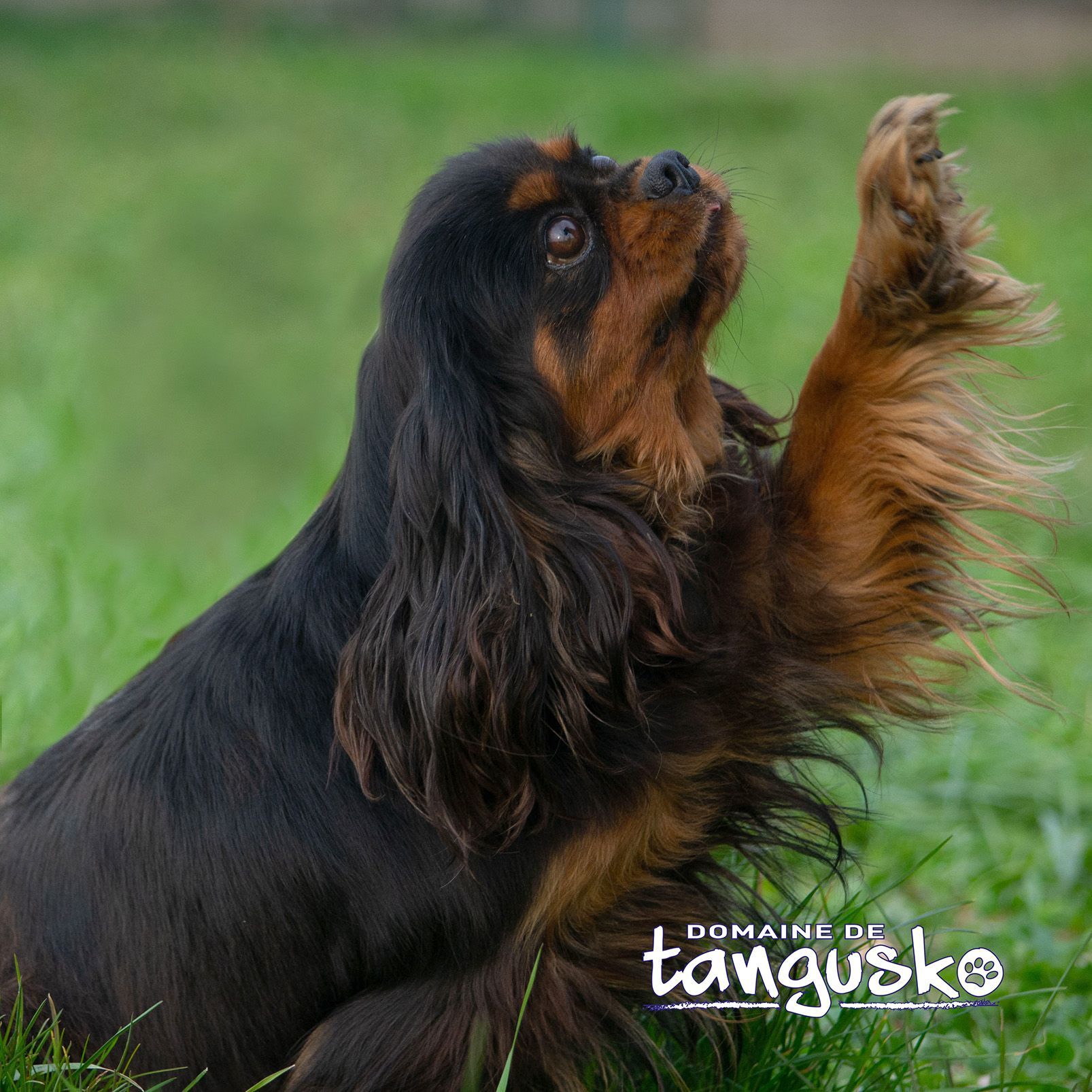 Cavaliers king charles à taches ou unicolores Élevage de chiens