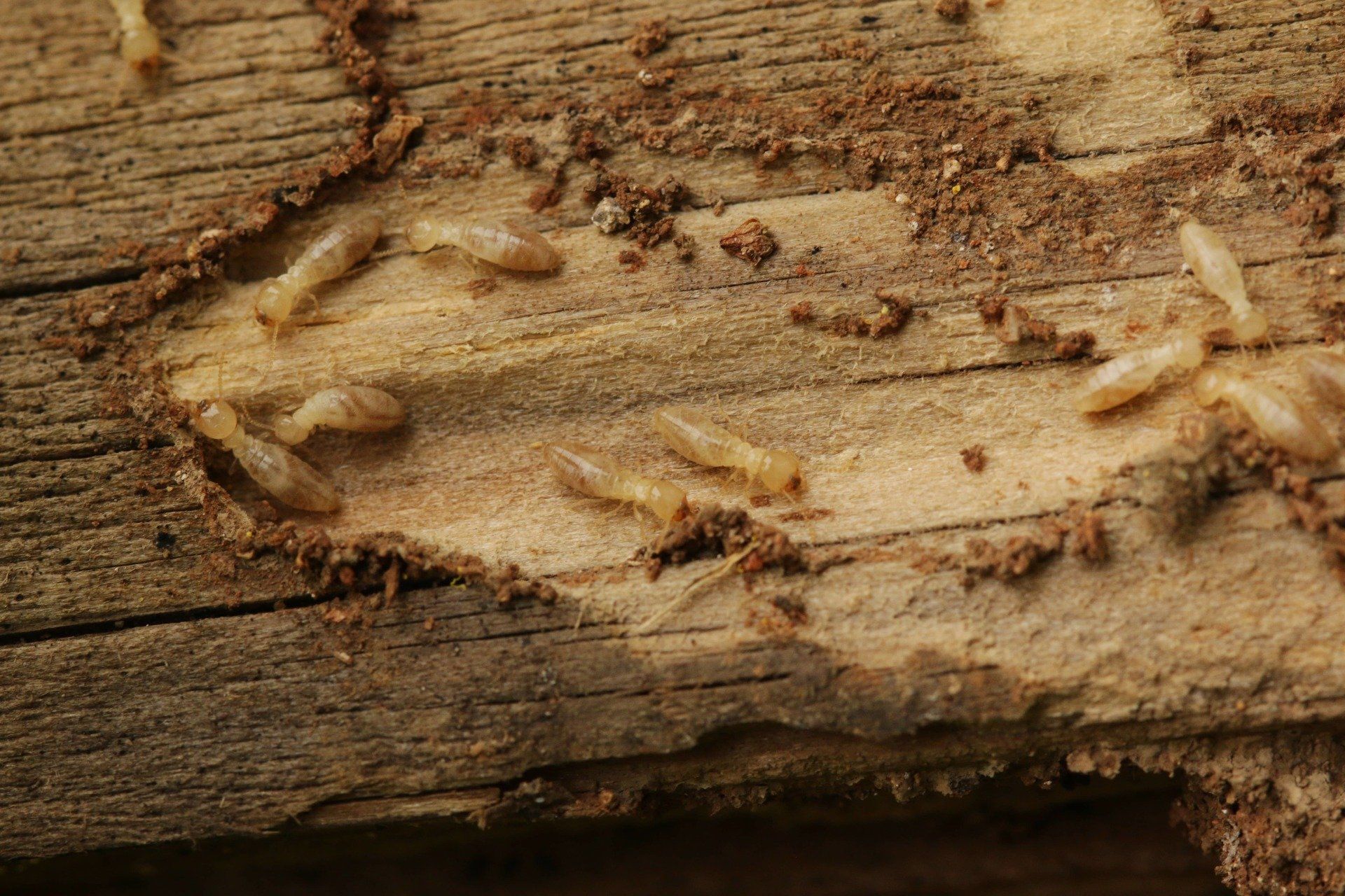 Traitement Des Termites En Indre Et Loire Radication Isolation