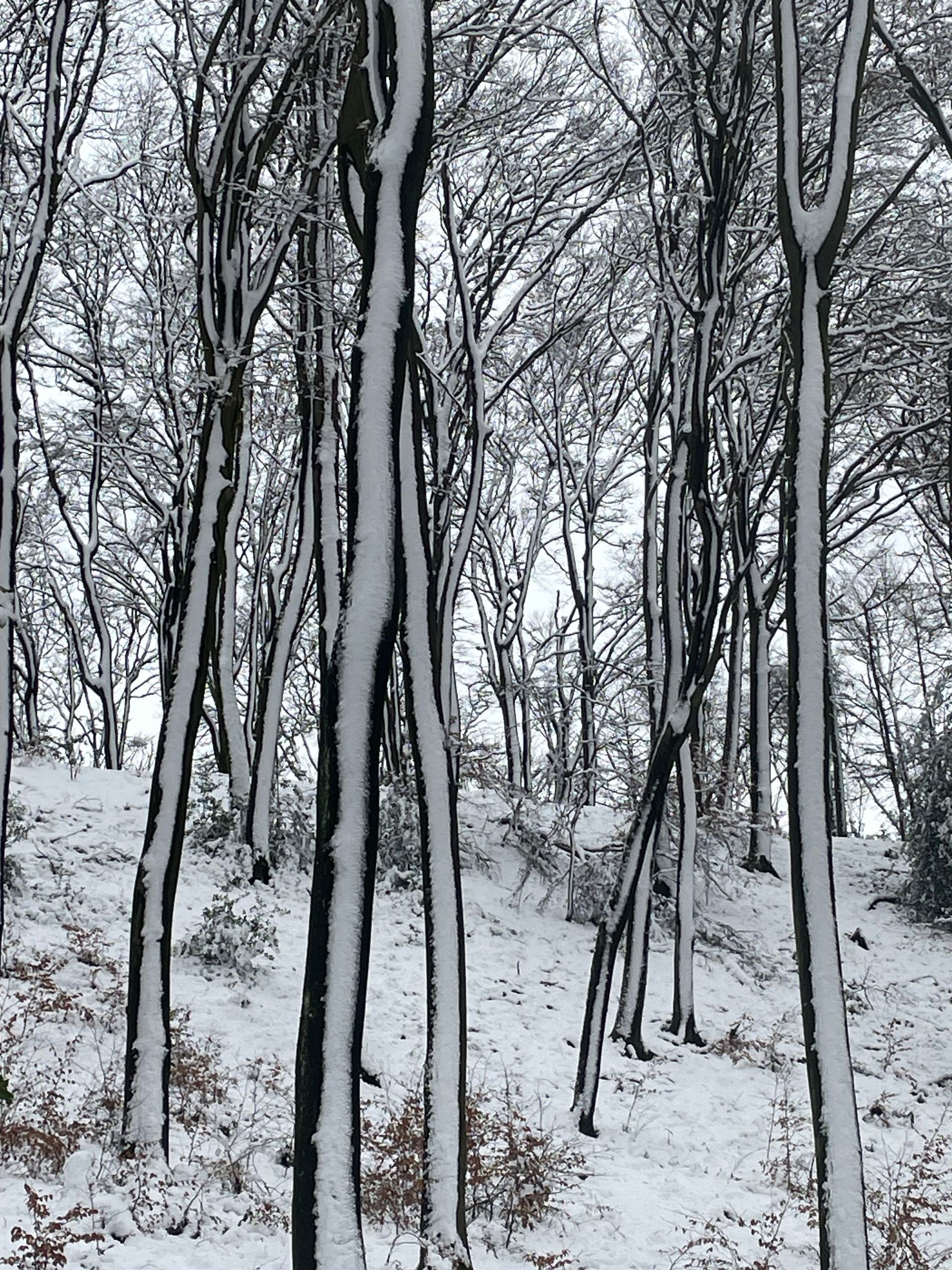 Schneebedeckter Wald mit hohen, kahlen Bäumen und einem Berghang im Winter.