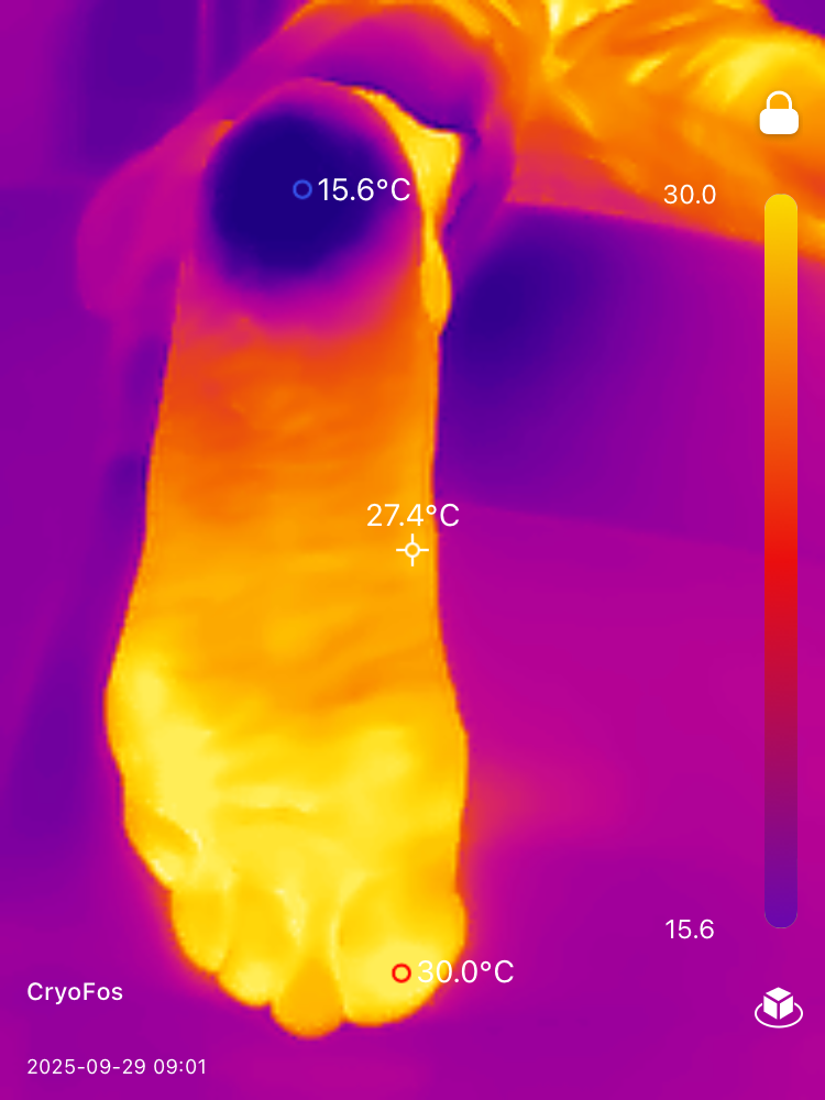 Wärmebild eines stehenden Hundes, gelb leuchtend vor violettem Hintergrund mit Temperaturanzeige.