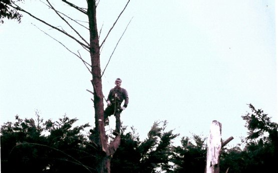 Photo élagueur-grimpeur