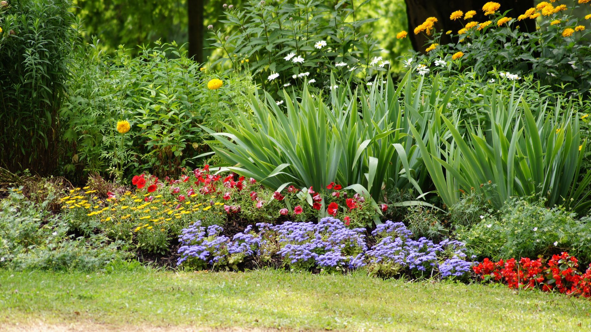 Un massif de plantes fleuries et non fleuries