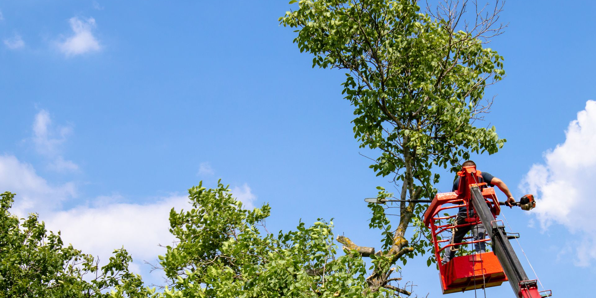 Un homme dans une nacelle devant des arbres en hauteur