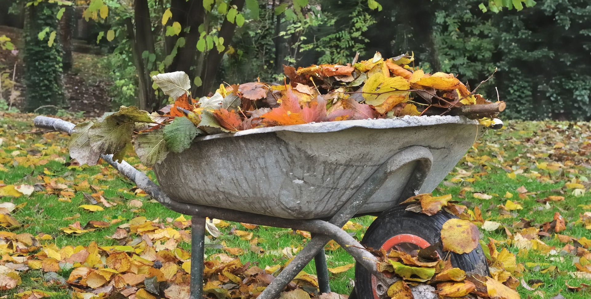 Une brouette remplie de feuilles d'arbres dans un parc
