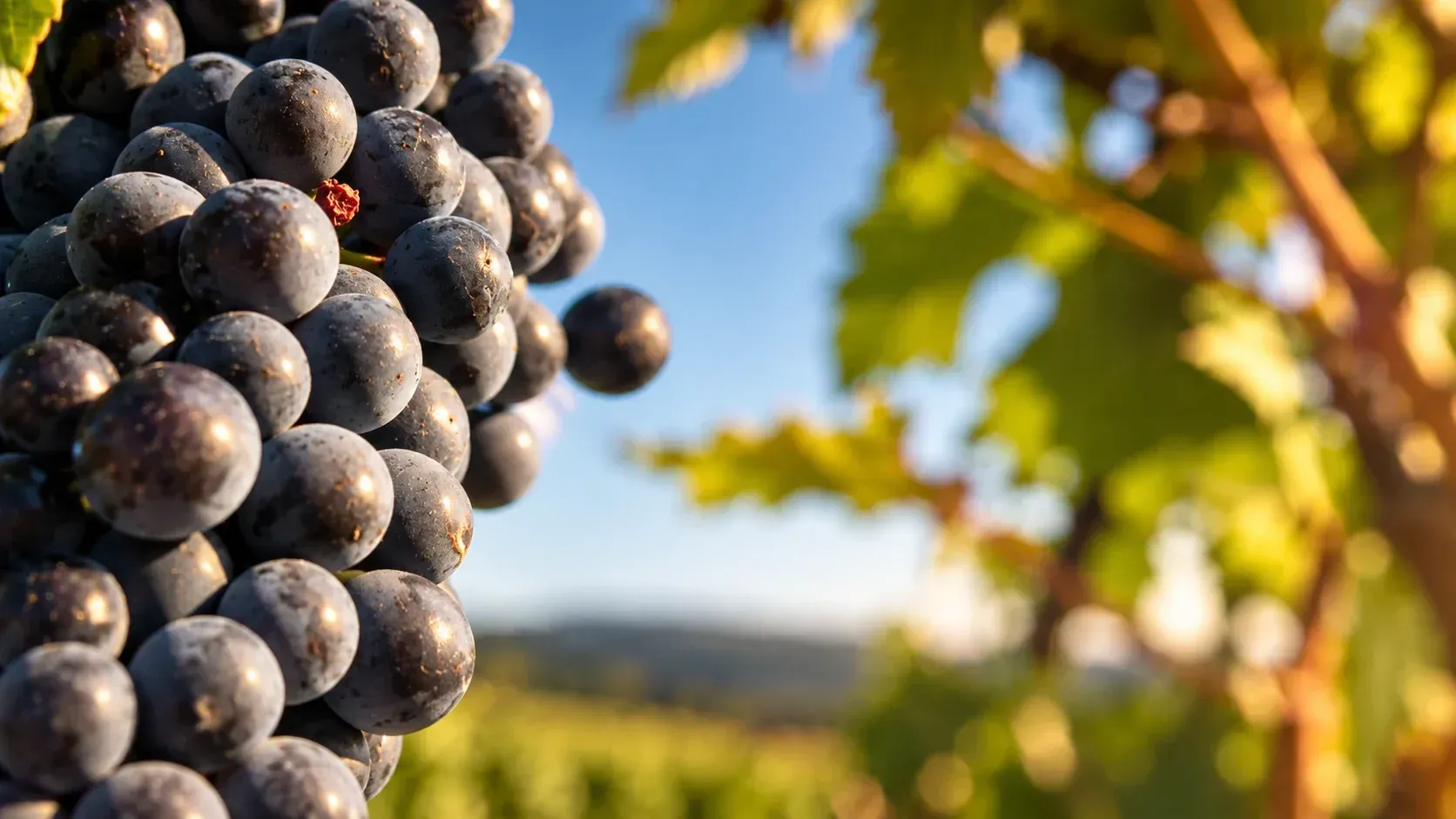 Primer plano de uvas oscuras maduras en una vid, con un viñedo soleado desenfocado al fondo