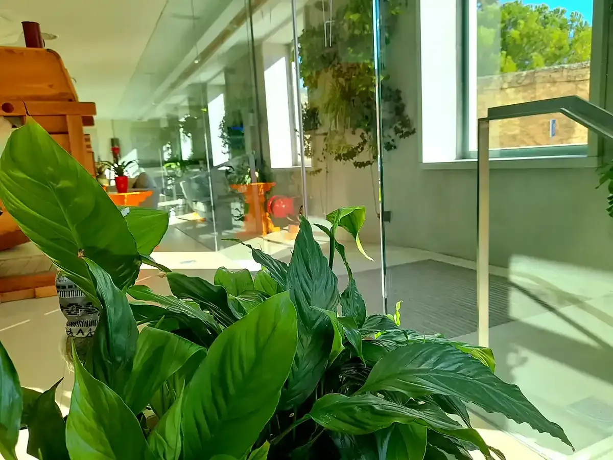 Plantas de hojas verdes junto a grandes ventanales en un pasillo interior luminoso