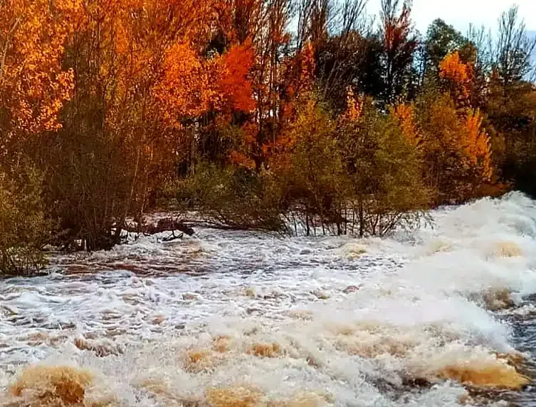 Río caudaloso junto a árboles otoñales de follaje anaranjado y rápidos de espuma blanca