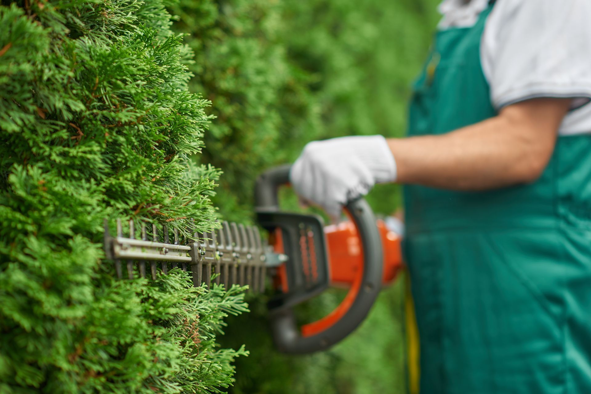 Jardinier coupant une haie avec un taille-haie