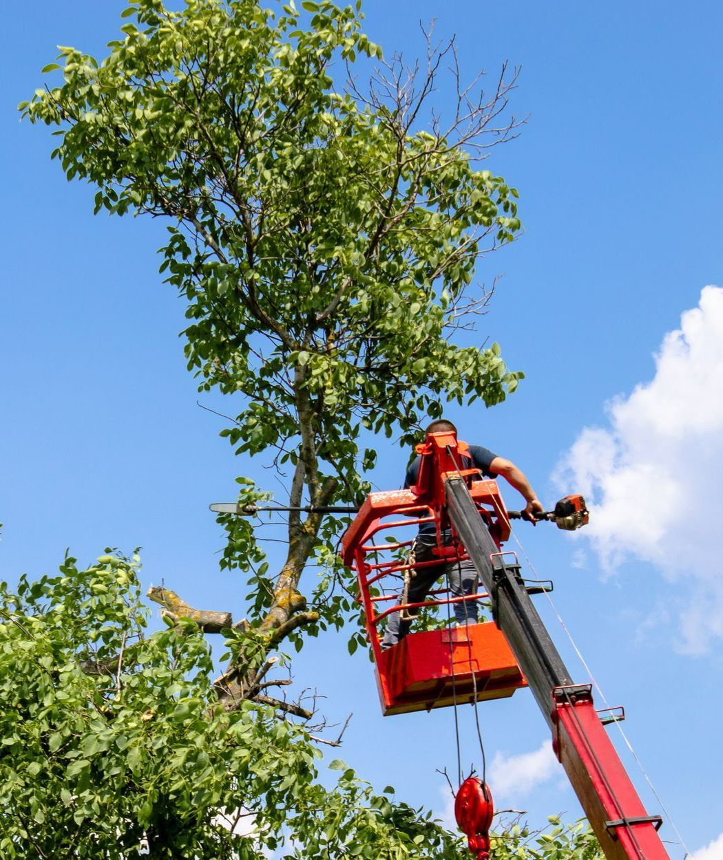 Un paysagiste sur une nacelle en train d'élagueur un arbre