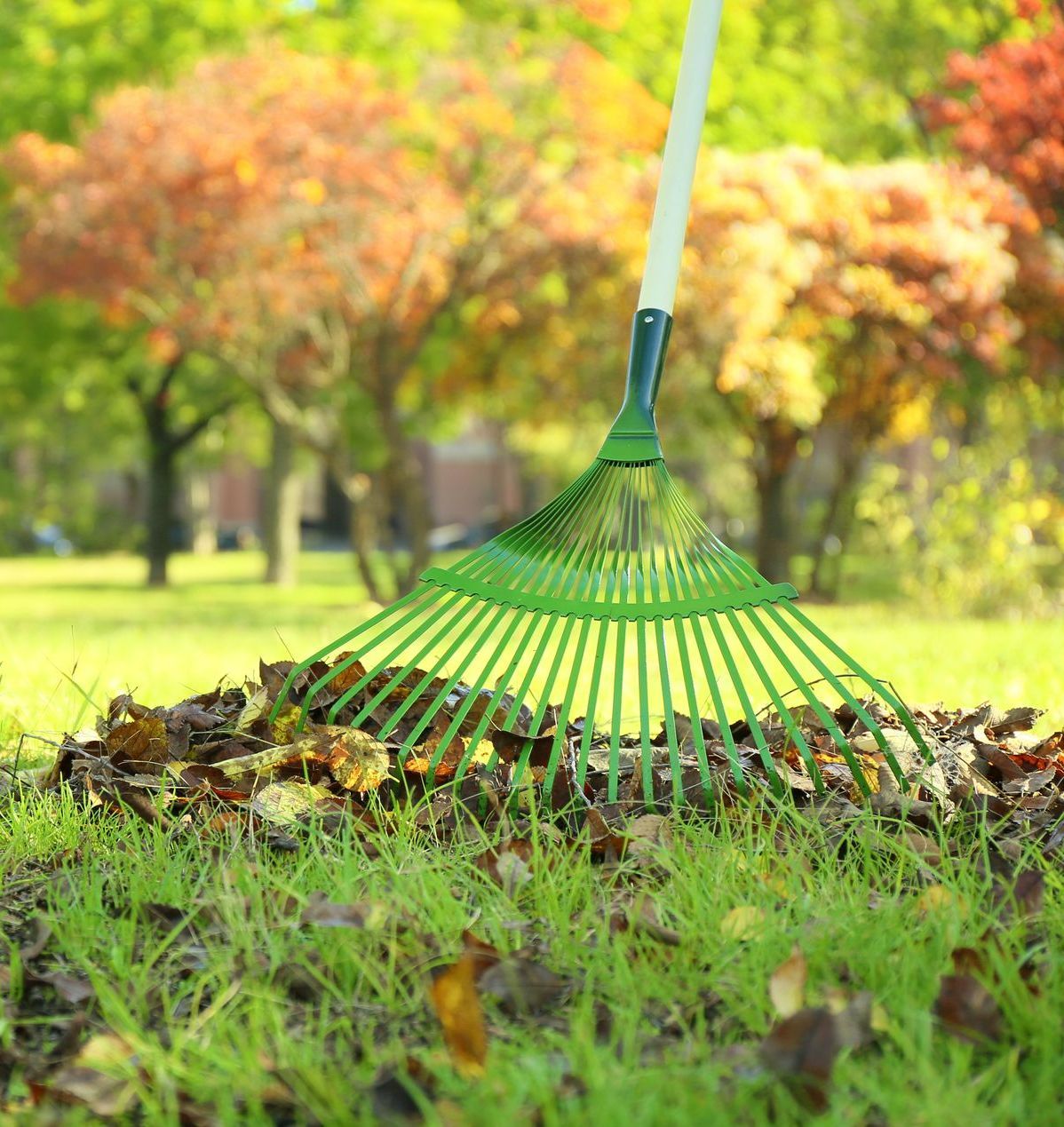 Ramassage de feuilles mortes
