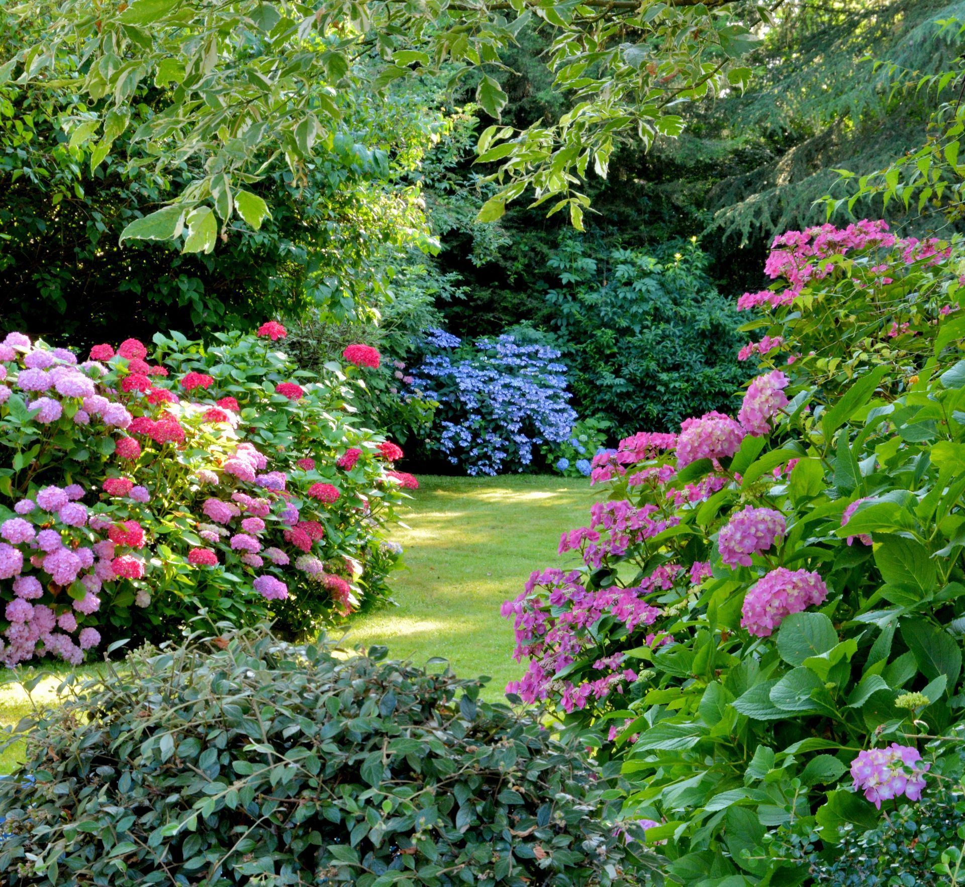 Massifs d'hortensias en fleurs dans un jardin