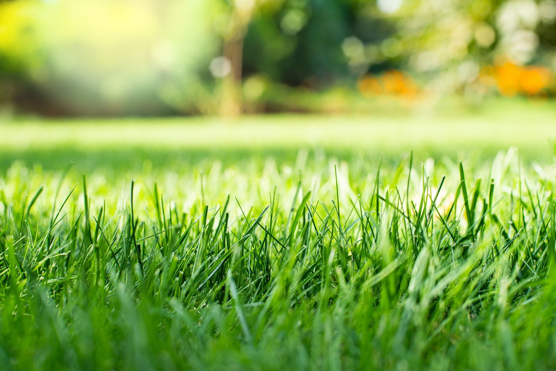Gros plan sur des brins d'herbe dans une pelouse
