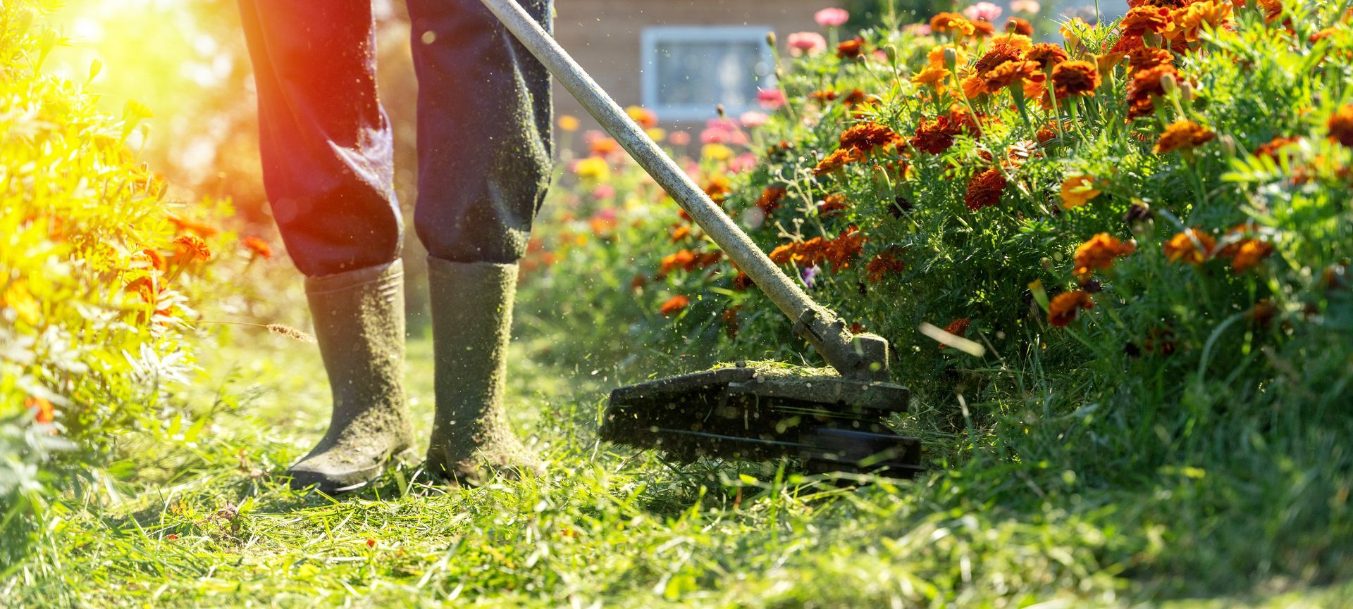 Jardinier débroussaillant un massif de fleurs
