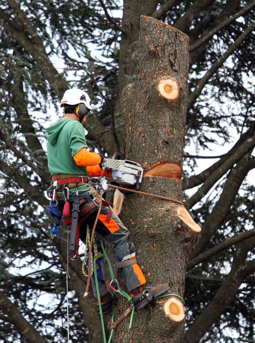 Un élagueur coupant le tronc d'un arbre