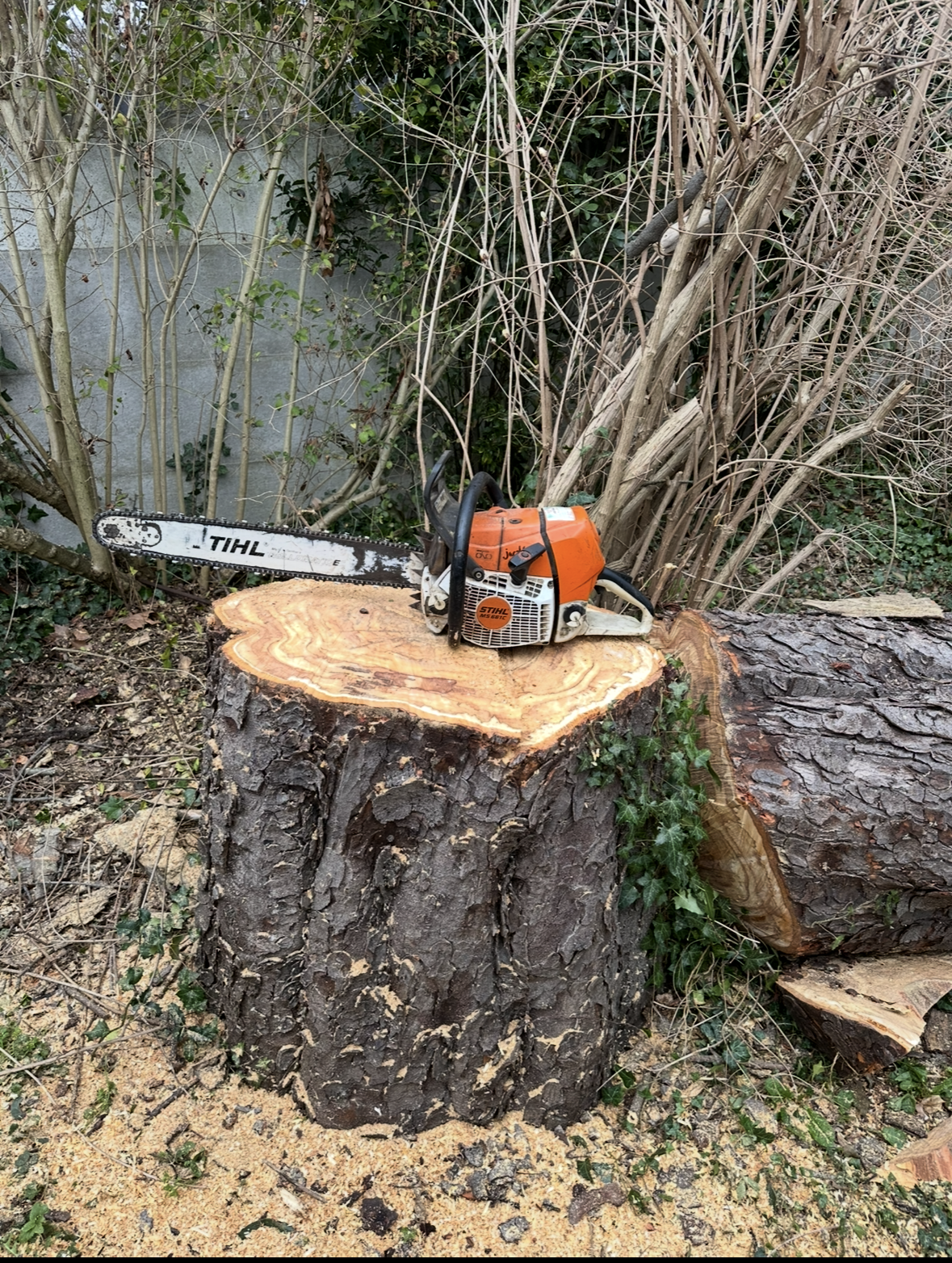 Tronçonneuse placée sur une souche d'arbre