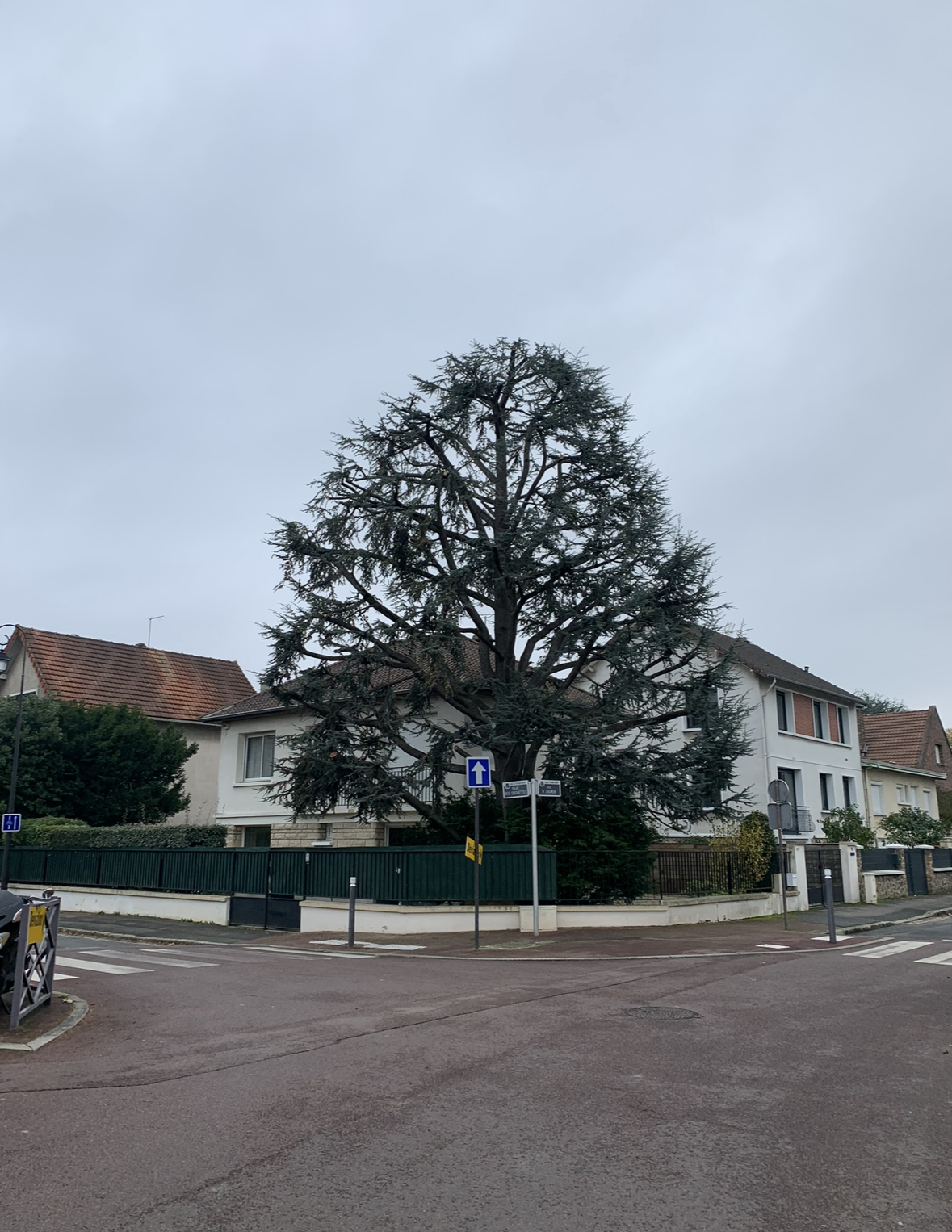 Arbre élagué dans le jardin d'une résidence
