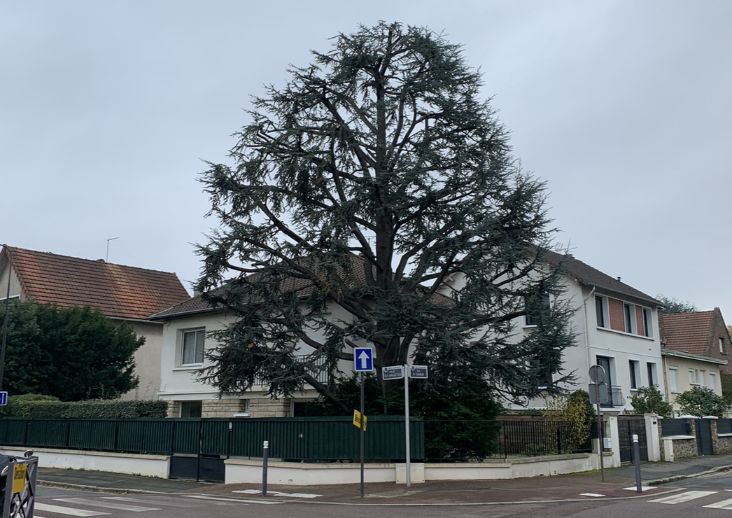 Élagage d'un cèdre