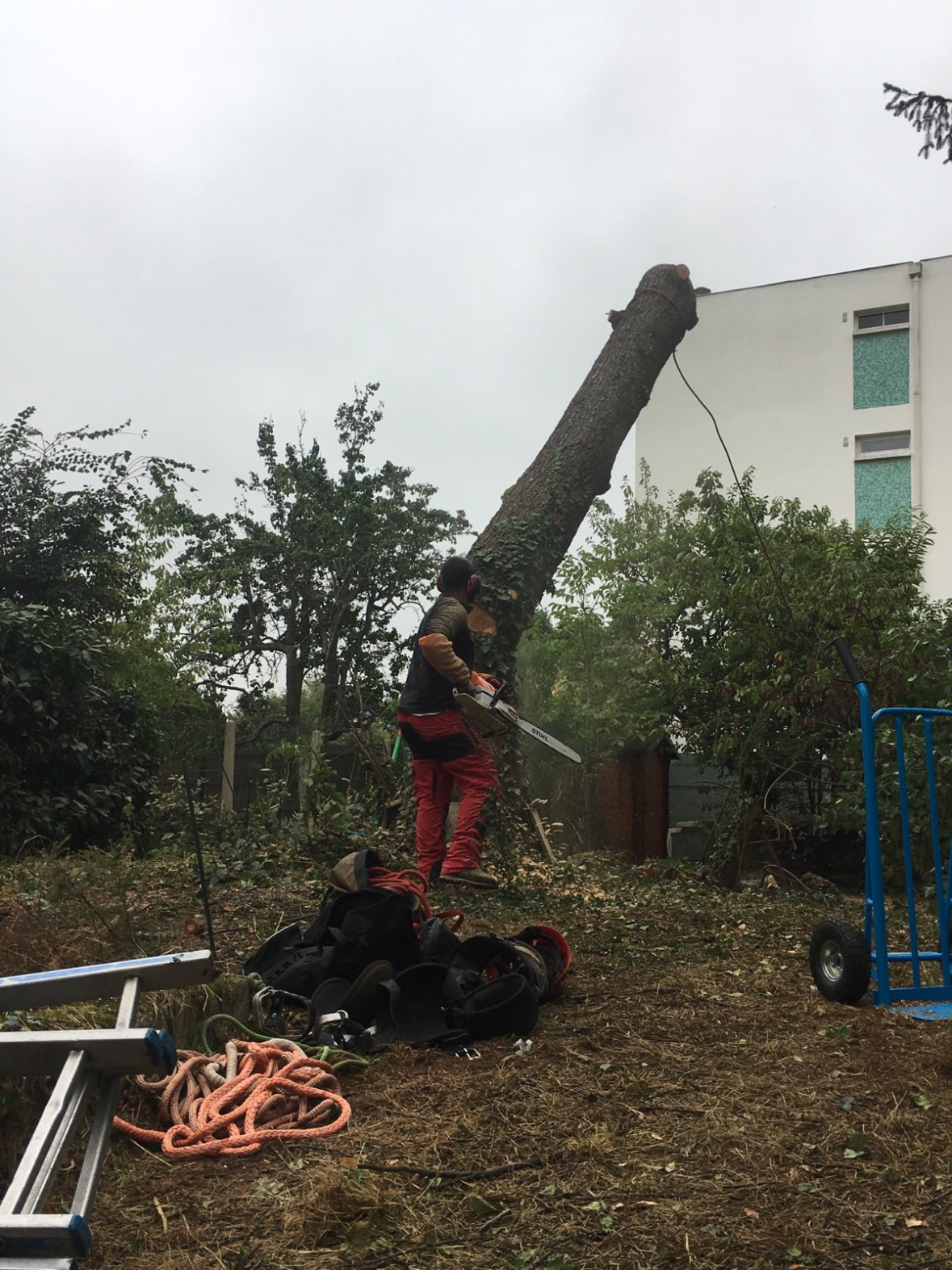 Un jardinier abattant un arbre à la tronçonneuse près d'un bâtiment