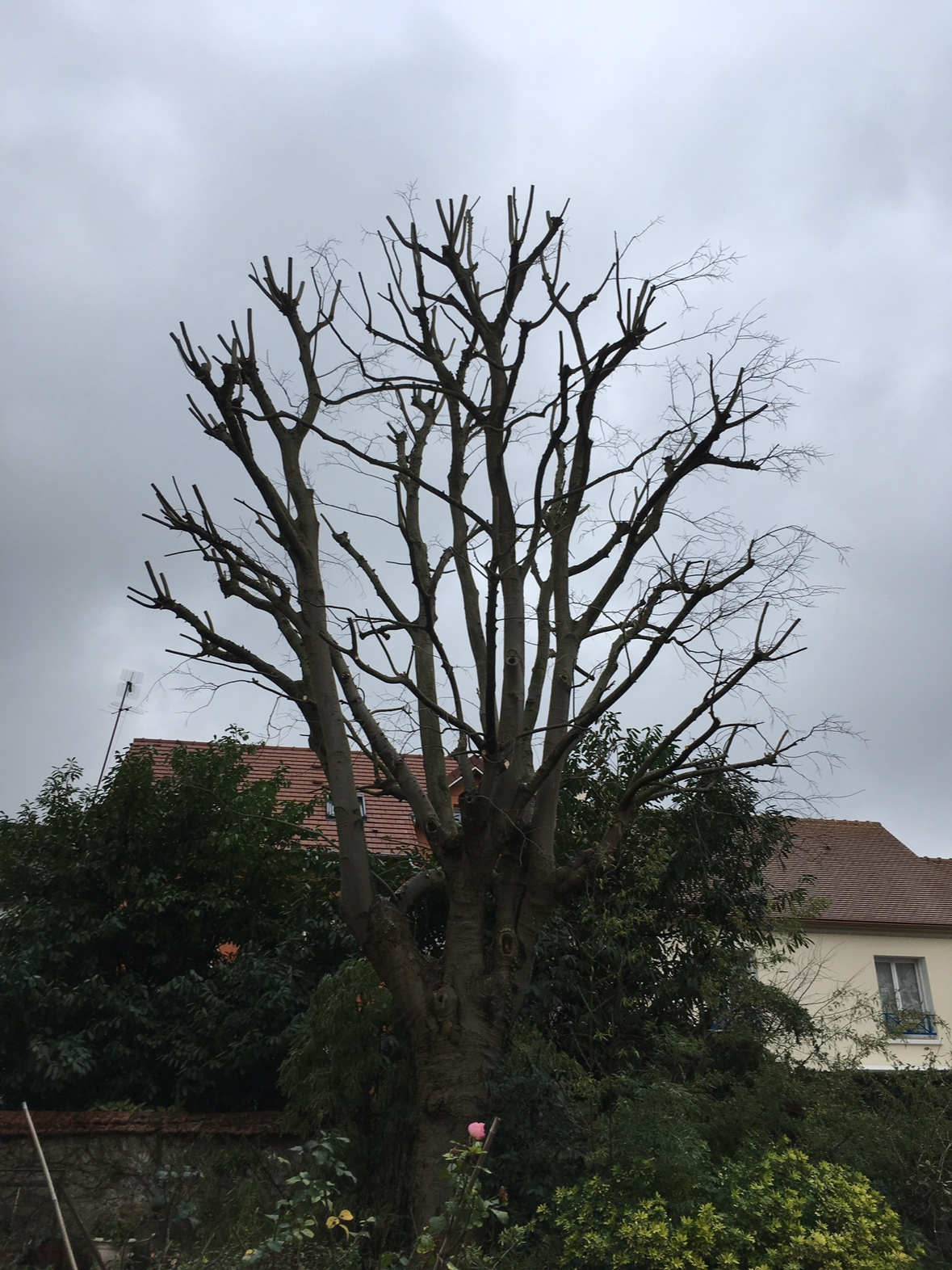 Arbre dont les branches ont été coupées