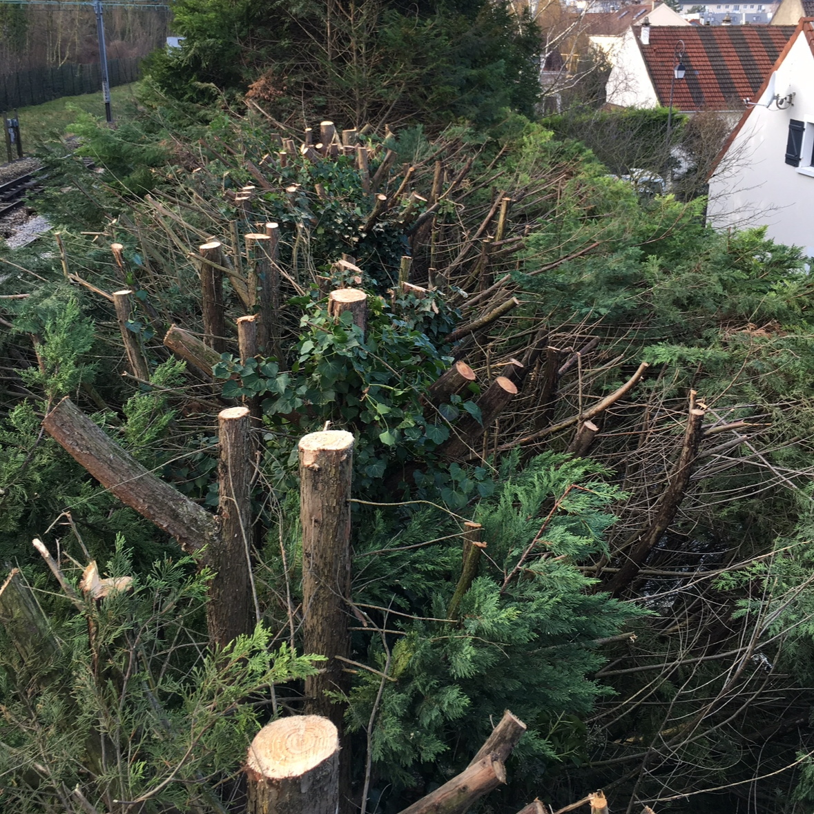 Taille d'une haie de thuya en bordure de jardin