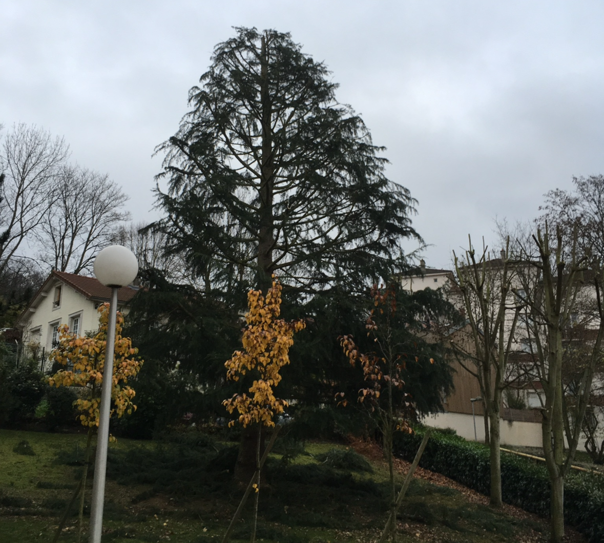 Élagage d'un arbre dans un quartier résidentiel