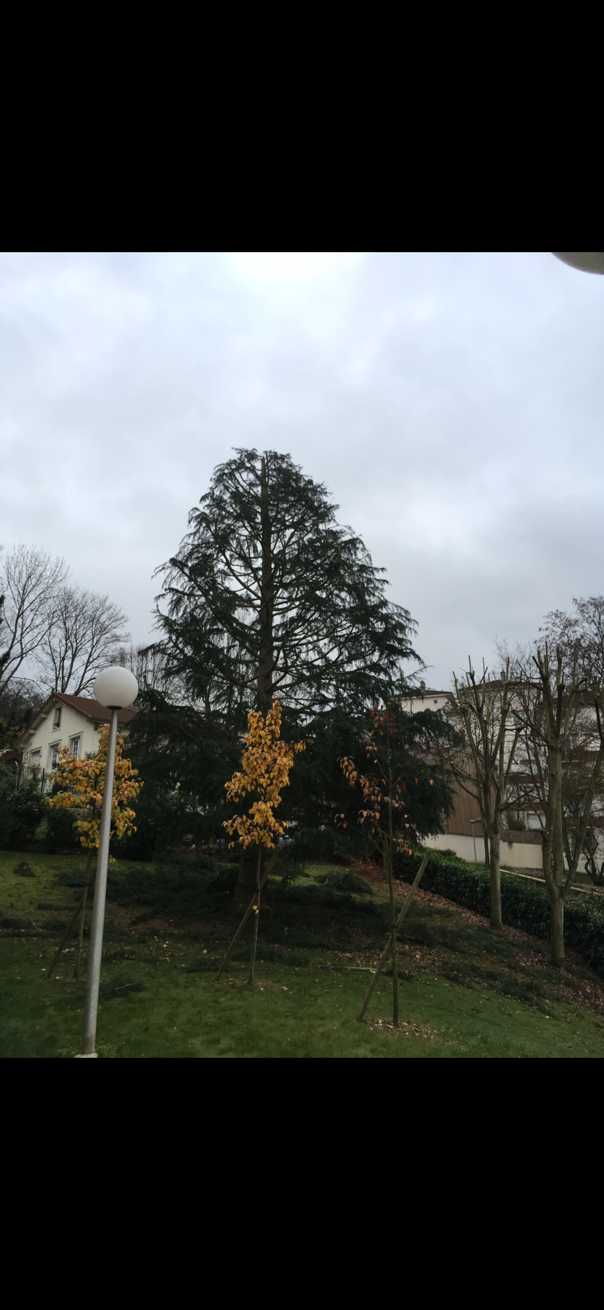 Élagage d'un arbre dans un quartier résidentiel