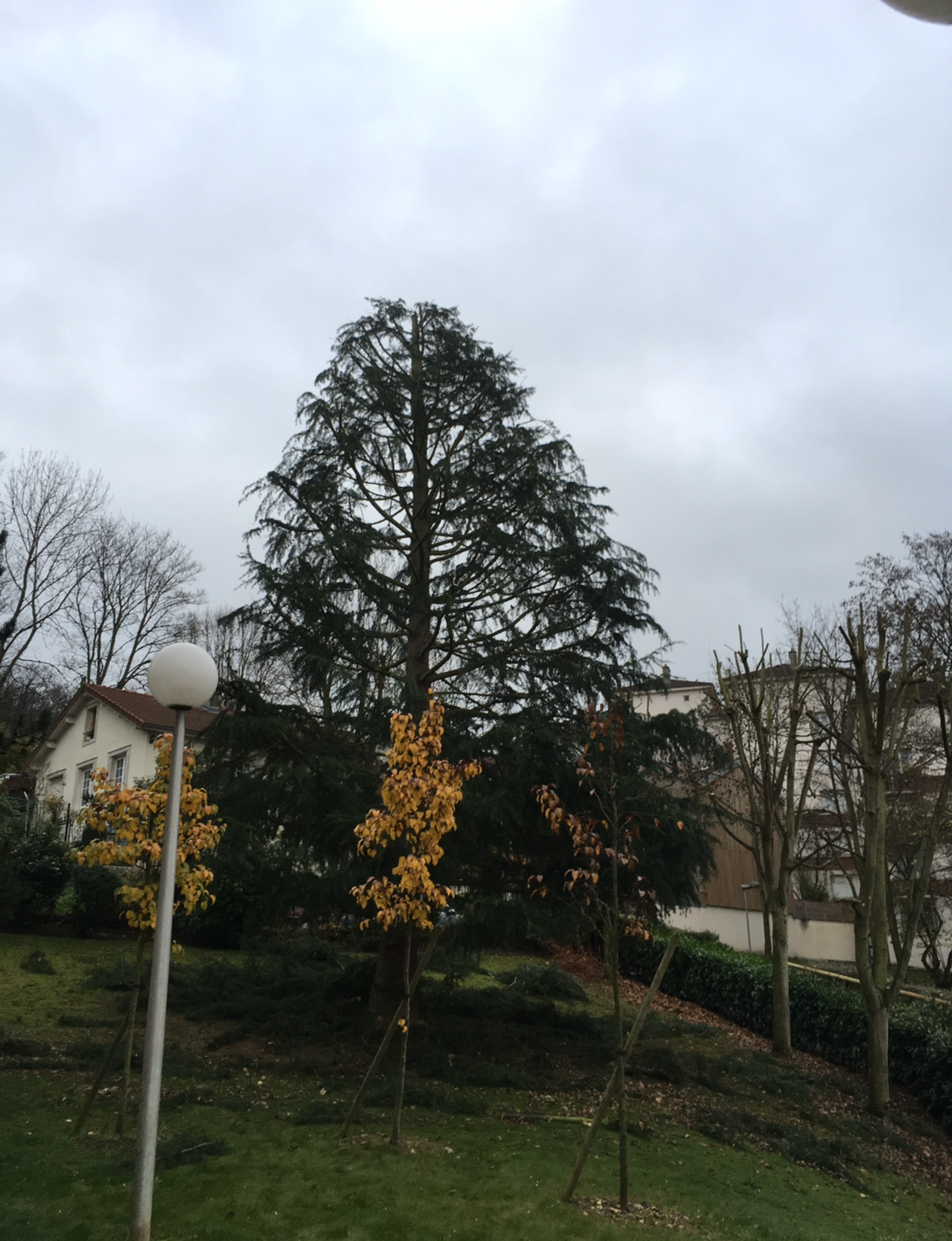 Arbre résineux étêté et élagué
