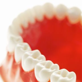 Un primer plano de un modelo de los dientes de una persona sobre un fondo blanco.