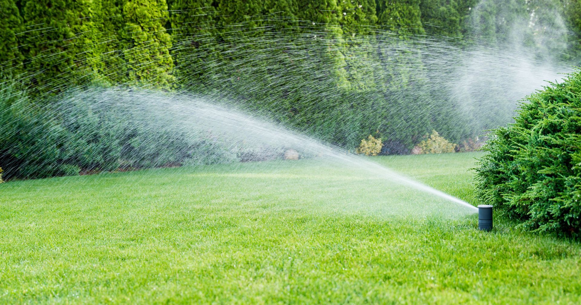 Arroseur automatique arrosant une pelouse verdoyante bordée d'arbustes et d'arbres denses.