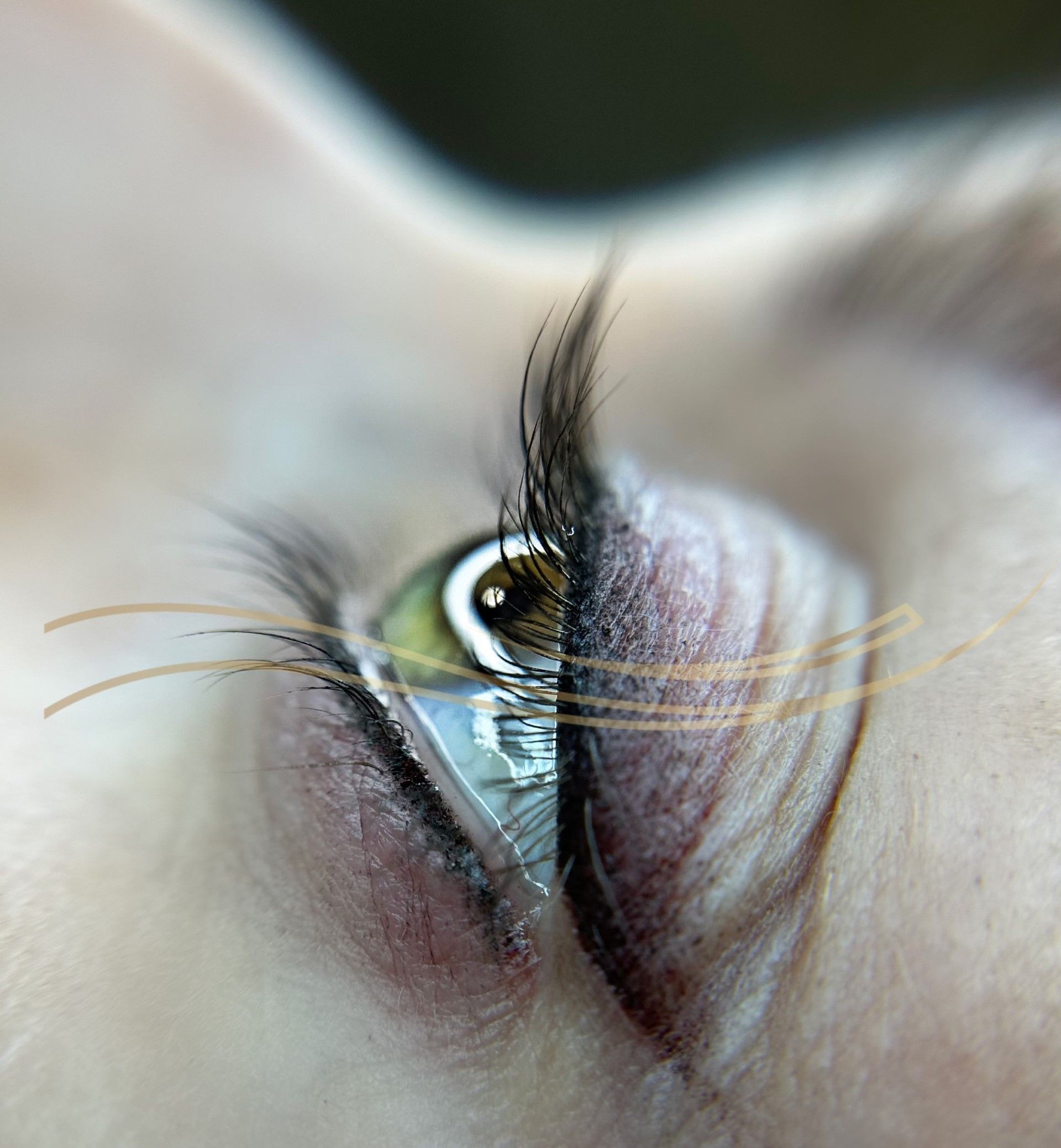 Un primer plano del ojo de una mujer con pestañas largas.