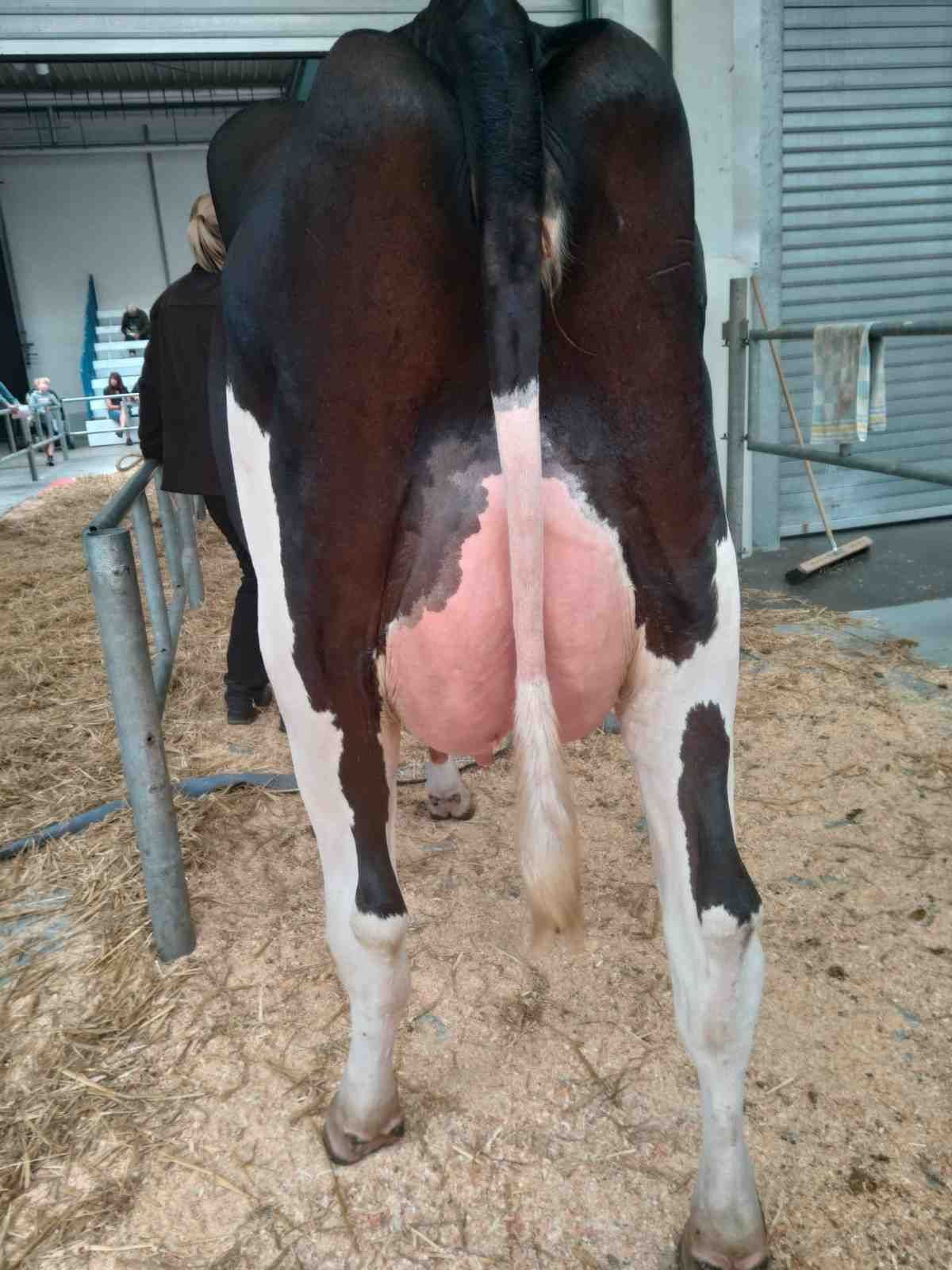 Vacas lecheras blancas y negras en un campo y un establo, con la leche vertiéndose en un recipiente metálico.