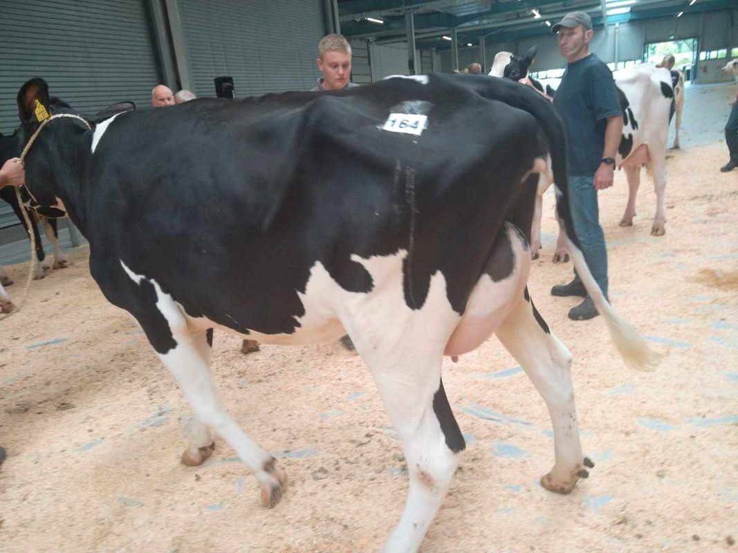 Vacas blancas y negras pastando en un campo verde con un silo bajo un cielo azul.