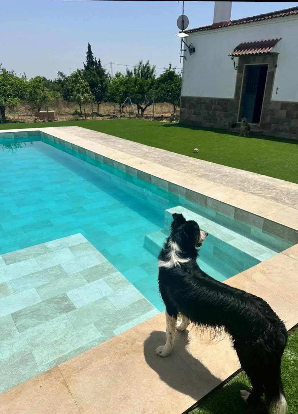 Perro blanco y negro de pie junto a una piscina turquesa, al lado de una casa blanca en un día soleado