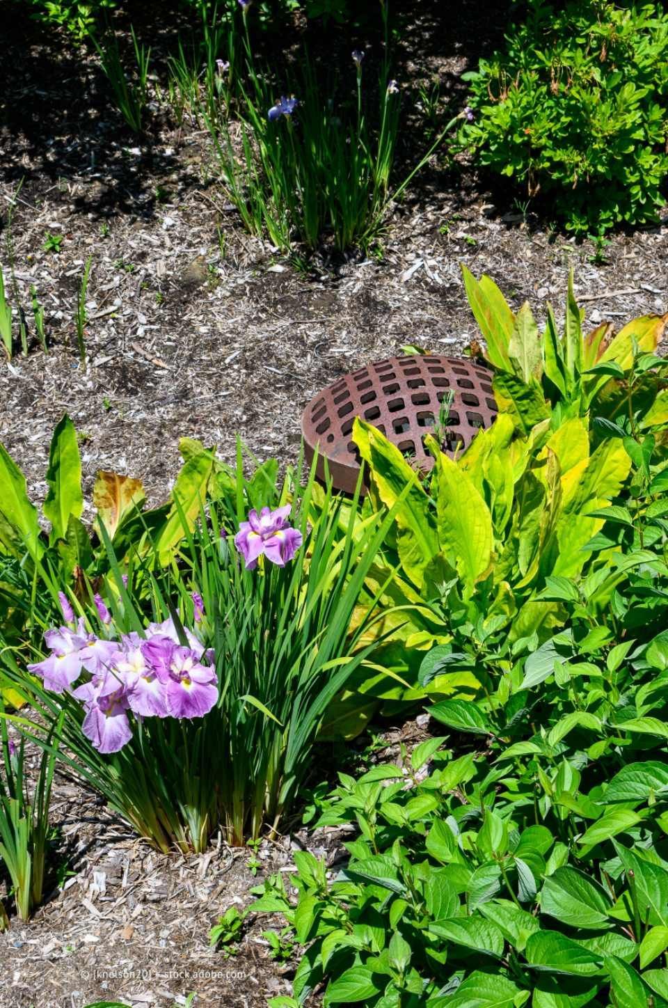 Garten- und Landschaftsbau M. Krusen – eine Entwässerung hinter einigen Zierpflanzen versteckt