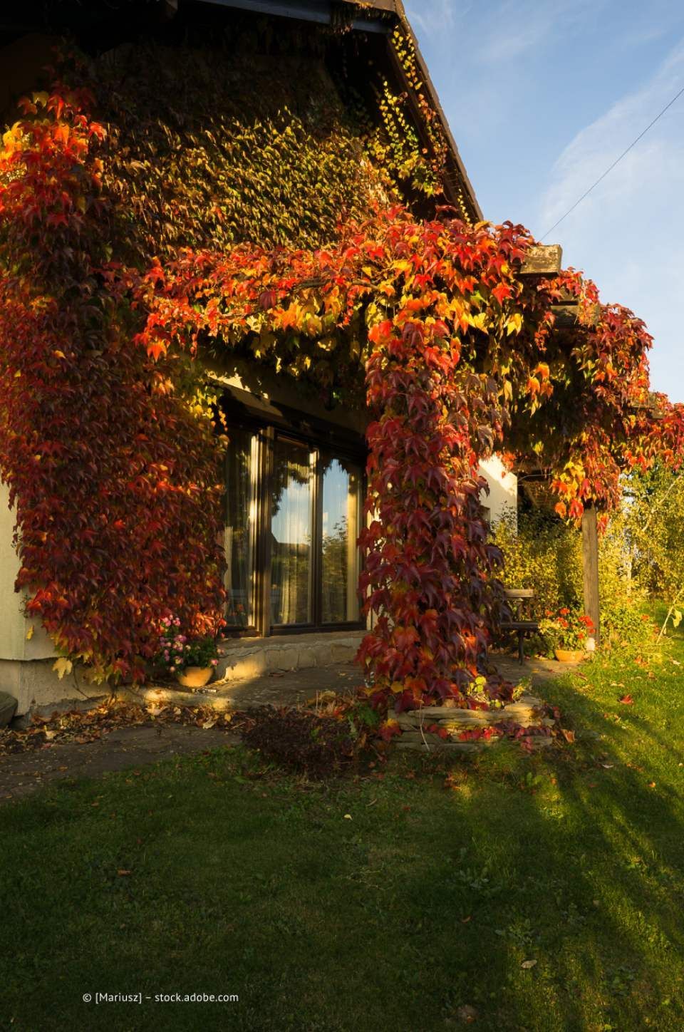 Garten- und Landschaftsbau M. Krusen – ein überwachsenes Terrassendach im Herbst glänzt in Rot- und Gelbtönen
