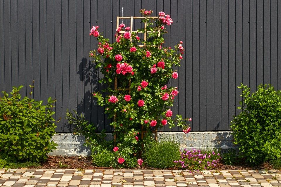 Garten- und Landschaftsbau M. Krusen – Zierblumen an einem Gestell an einer Hauswand