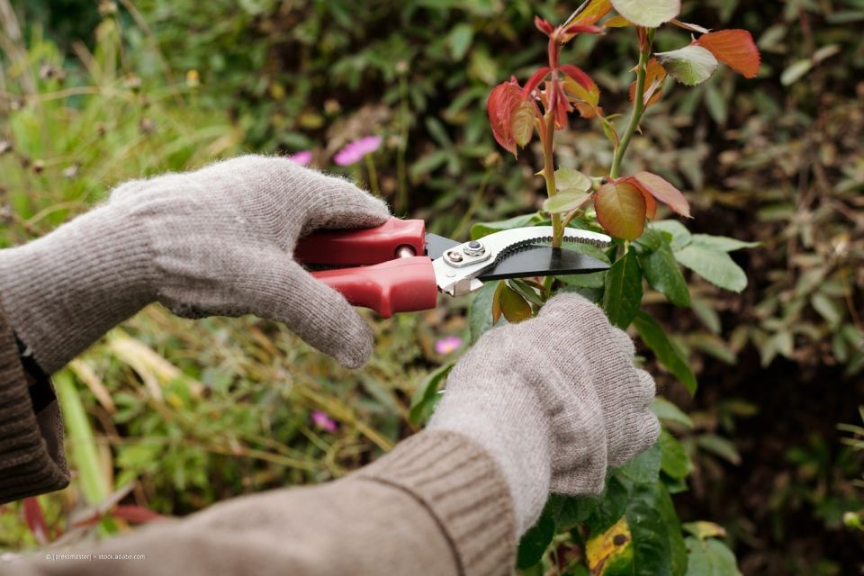 Garten- und Landschaftsbau M. Krusen – Hände beim Stutzen einer Pflanze