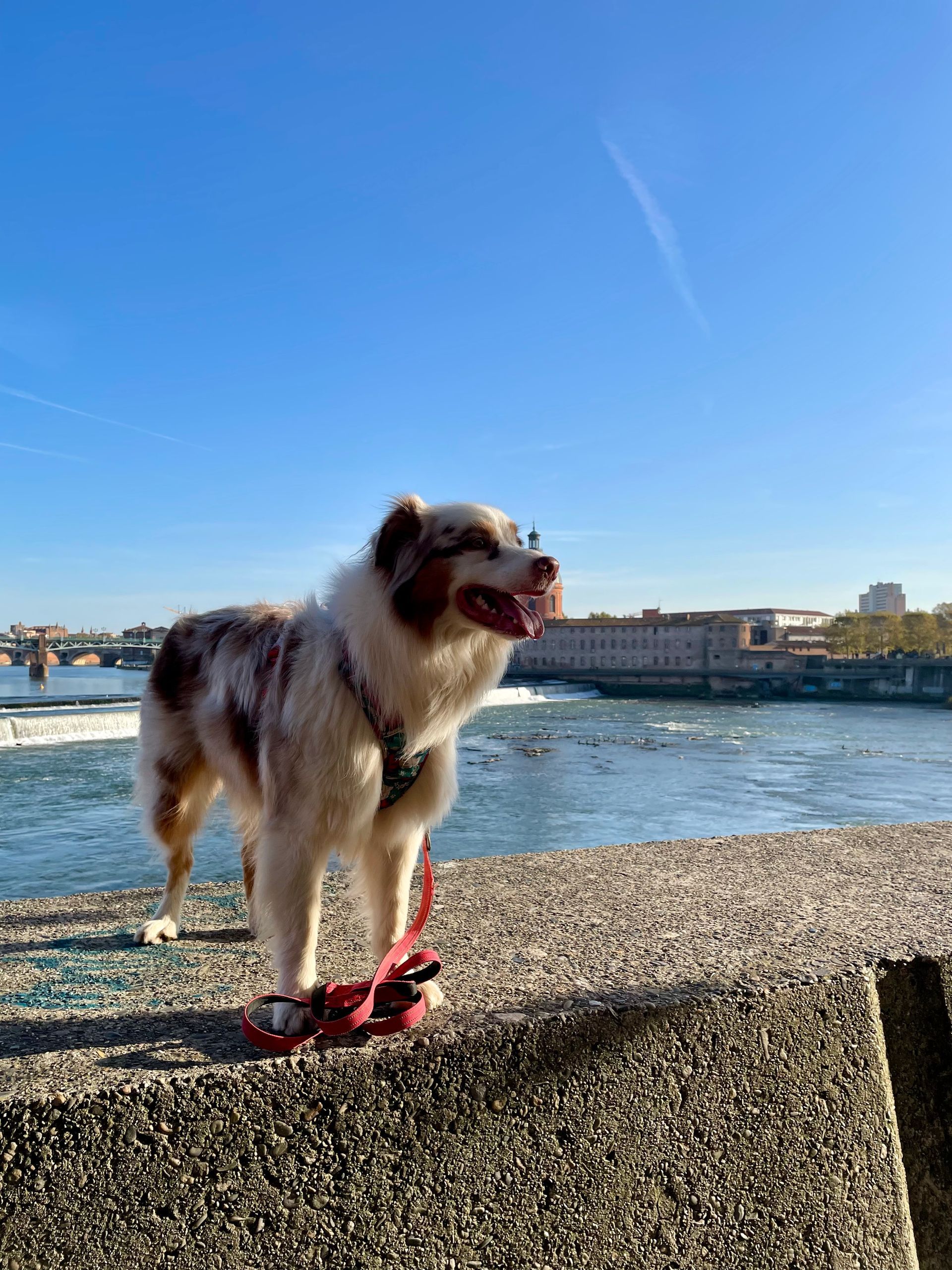 Un berger australien se tient près d'une rivière, en laisse ; ciel bleu et ensoleillé.