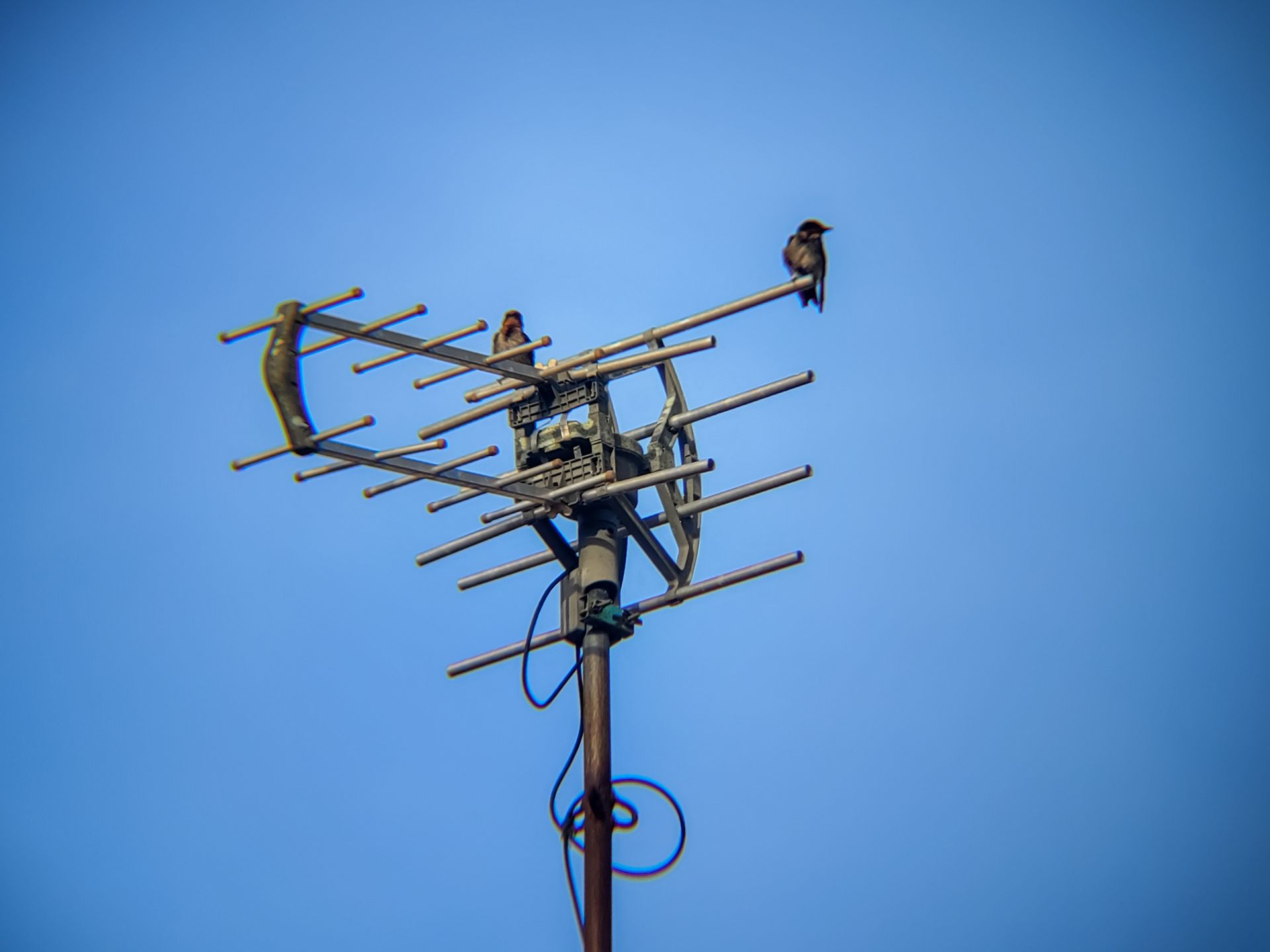 Deux oiseaux perchés sur un poteau électrique muni d'antennes, se détachant sur un ciel bleu clair.