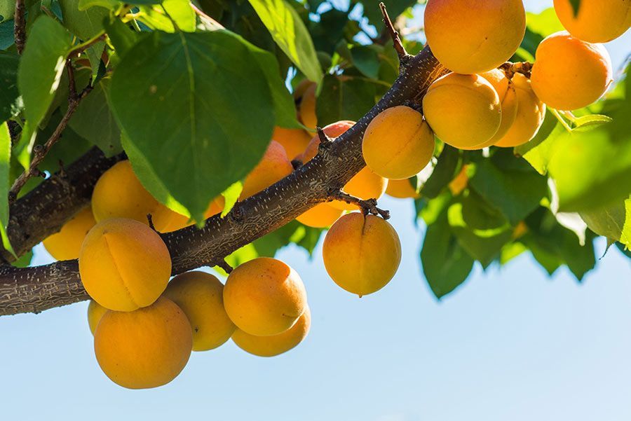 Albaricoques en la rama de un árbol contra un cielo azul. Frutos de color amarillo anaranjado, hojas verdes.