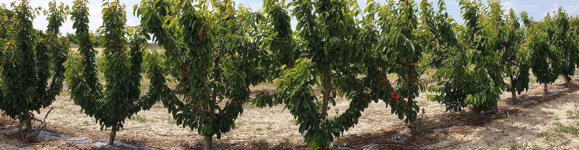 Filas de árboles verdes en un campo bajo un cielo nublado.