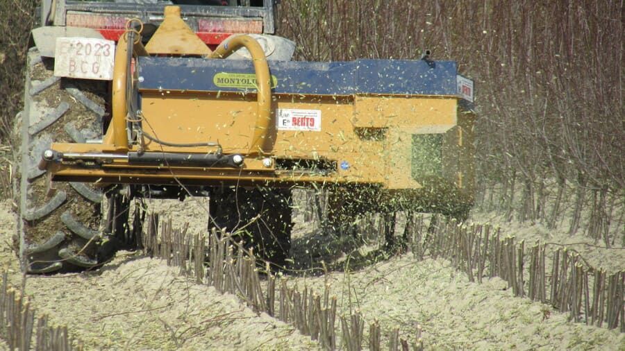 Tractor con trituradora cortando y triturando tallos de plantas en un campo, esparciendo astillas de madera.