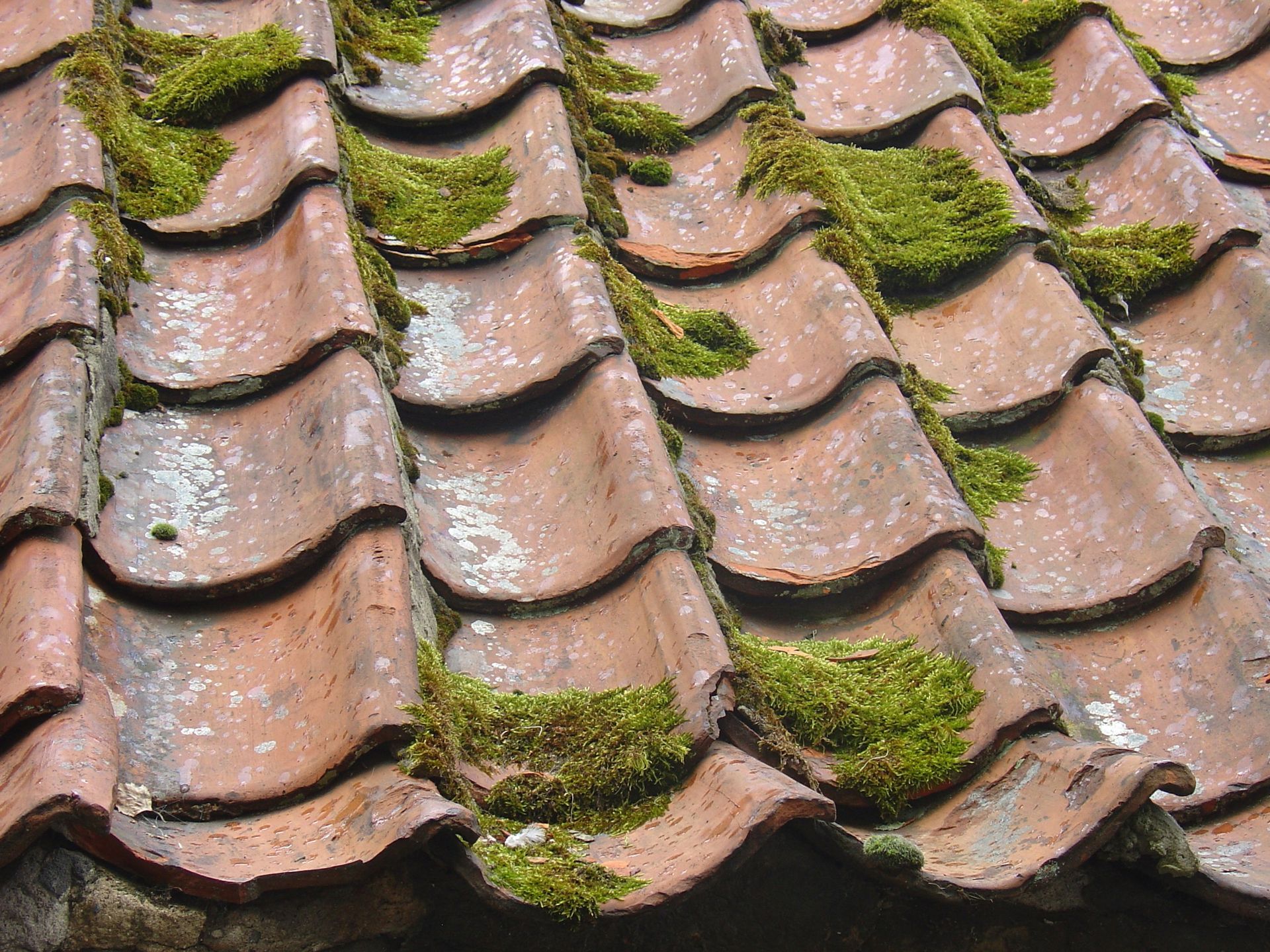 Primer plano de un tejado de tejas de arcilla desgastado con manchas de musgo verde.