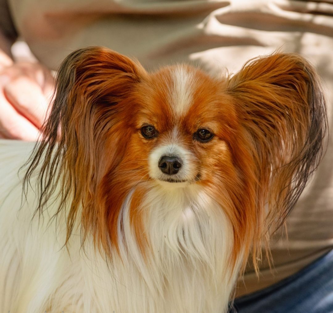 A small brown and white dog is laying on a pillow.