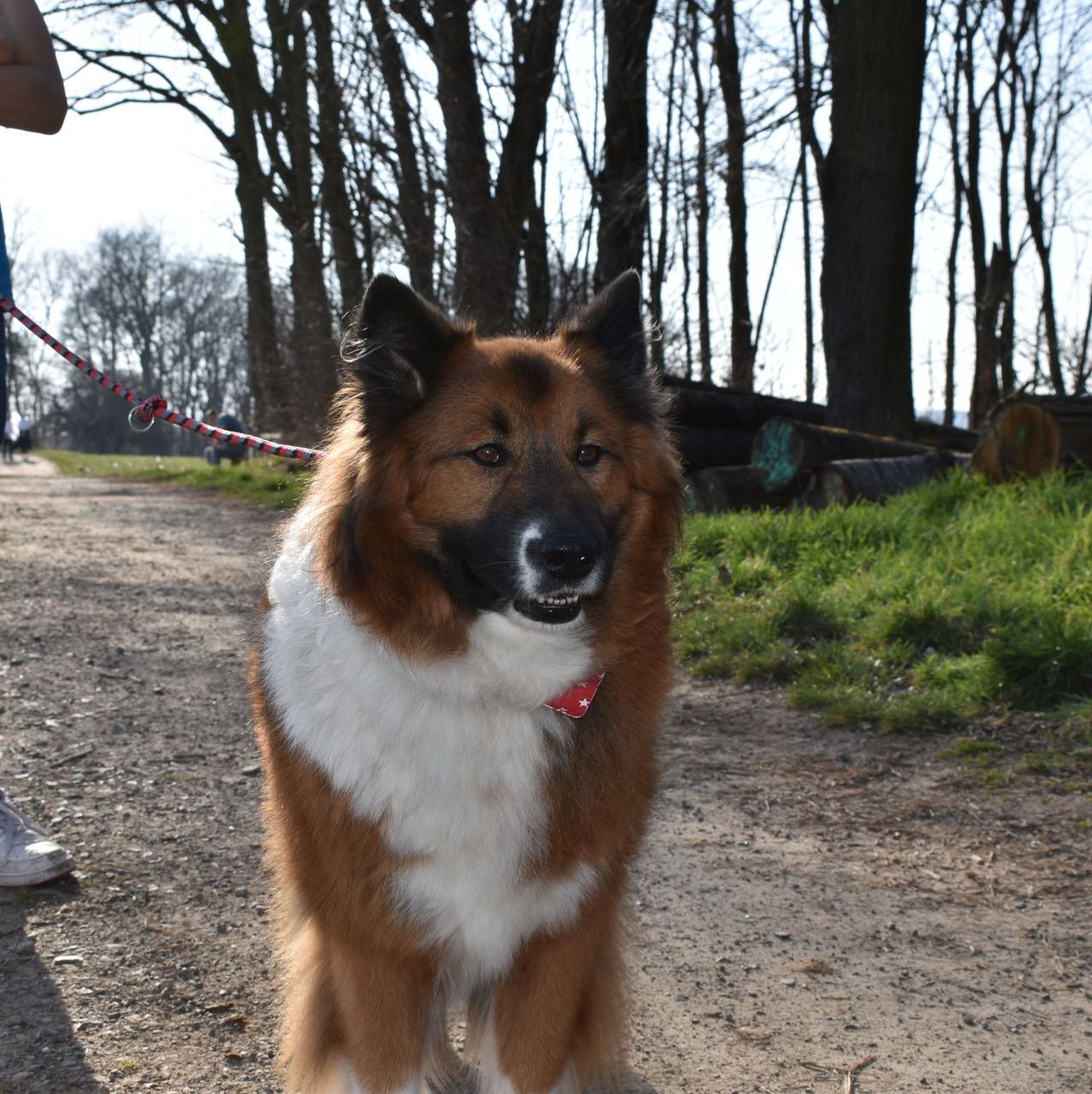 A brown and white dog on a leash looking at the camera