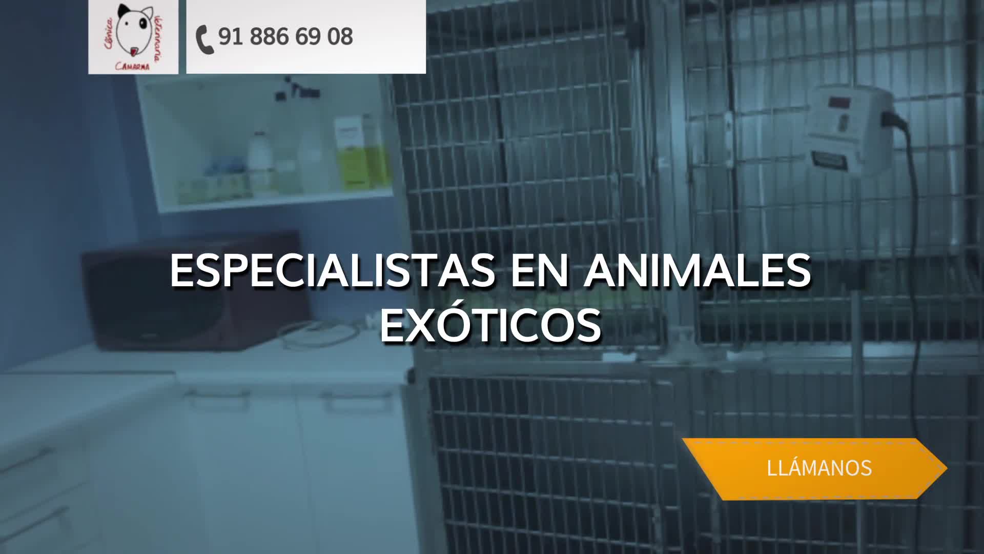 Veterinarios en Camarma de Esteruelas | Clínica Veterinaria Camarma