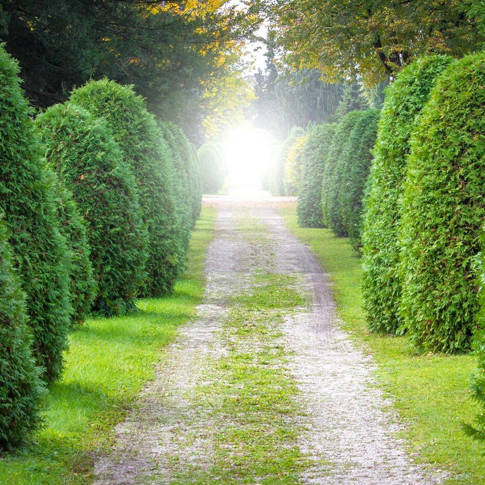 Ein von Bäumen und Büschen gesäumter Weg in einem Park, durch dessen Bäume die Sonne scheint.