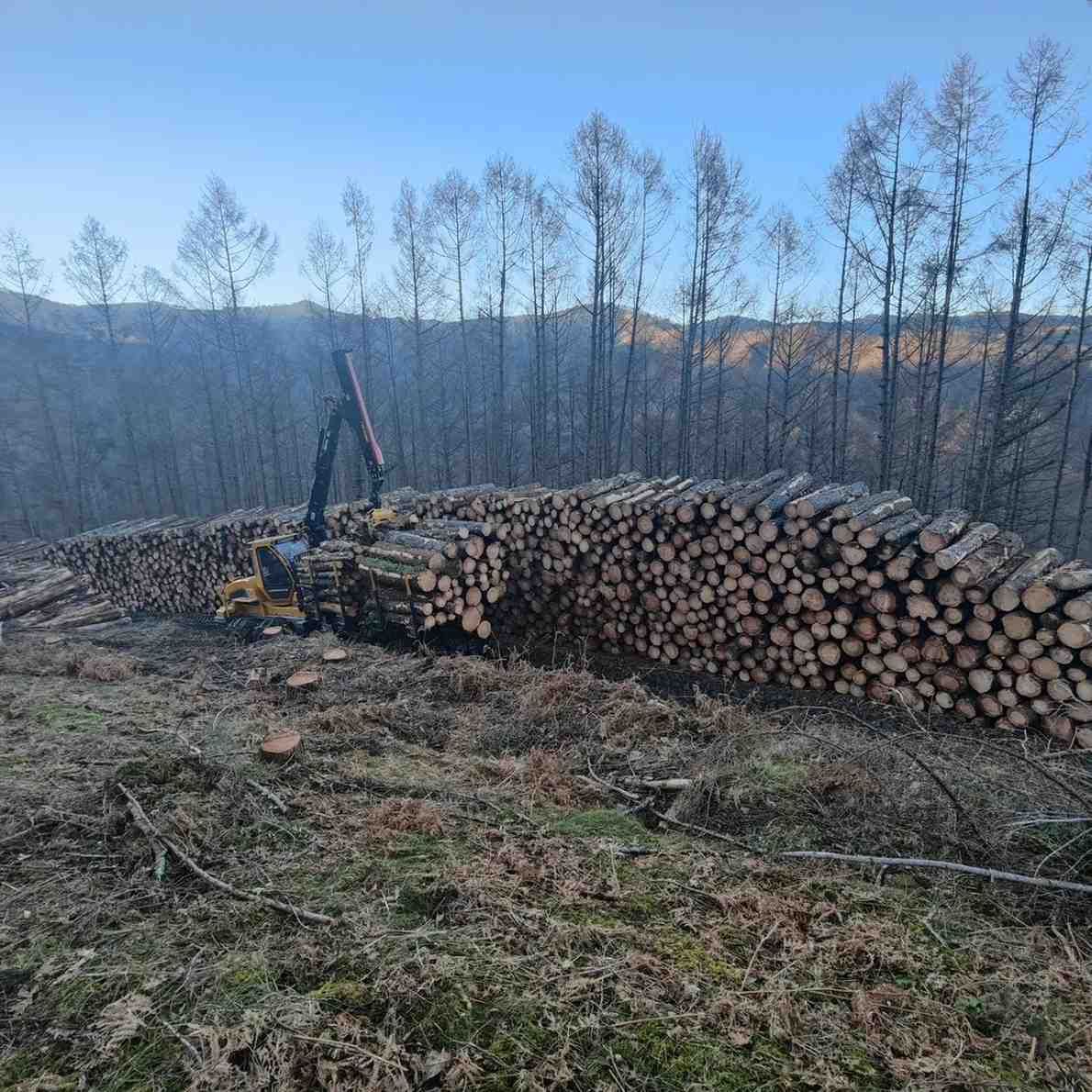 Troncos apilados en un claro del bosque; una máquina amarilla con un brazo de grúa. Árboles y una ladera al fondo.