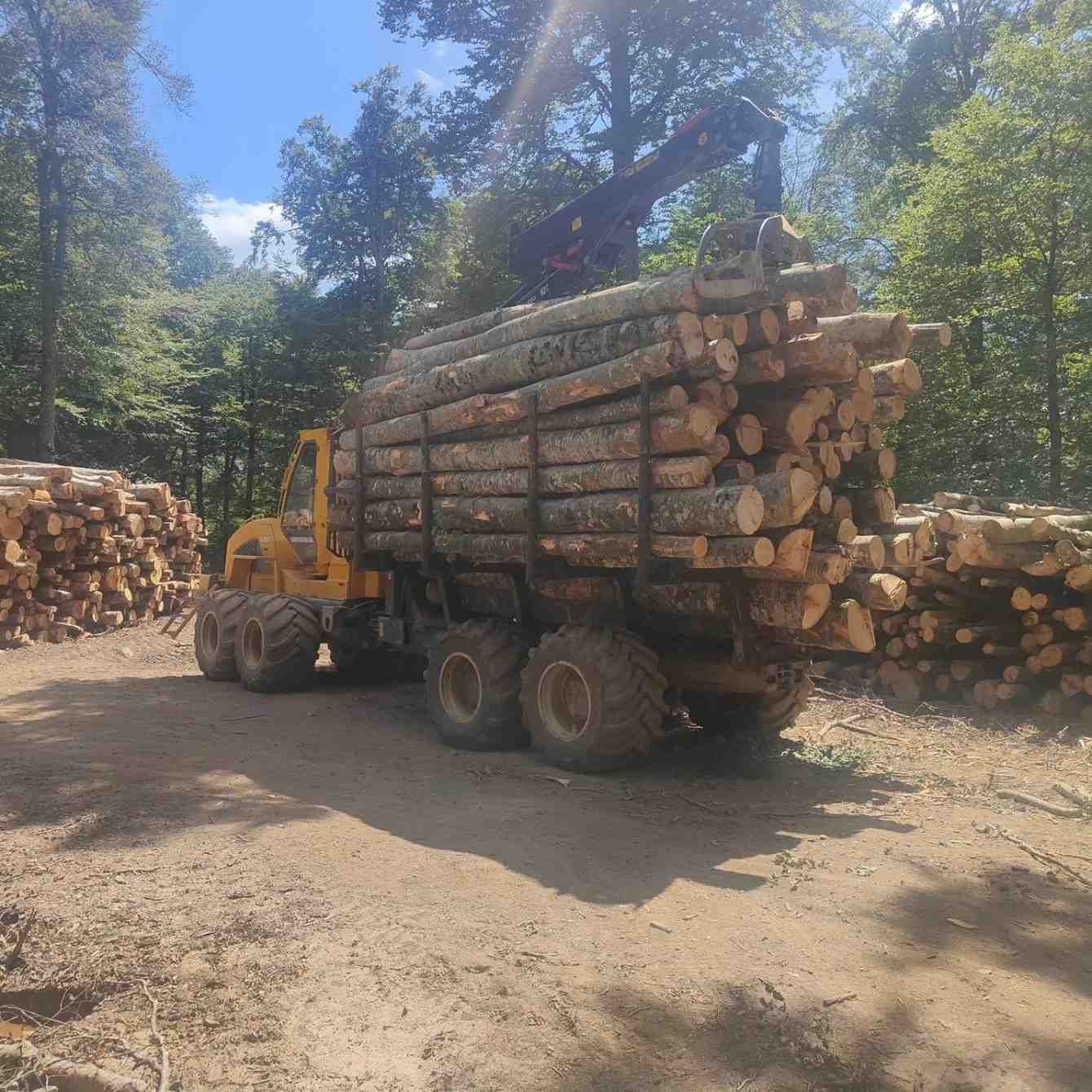 Camión maderero amarillo cargado de troncos en un bosque, siendo levantado por una grúa.