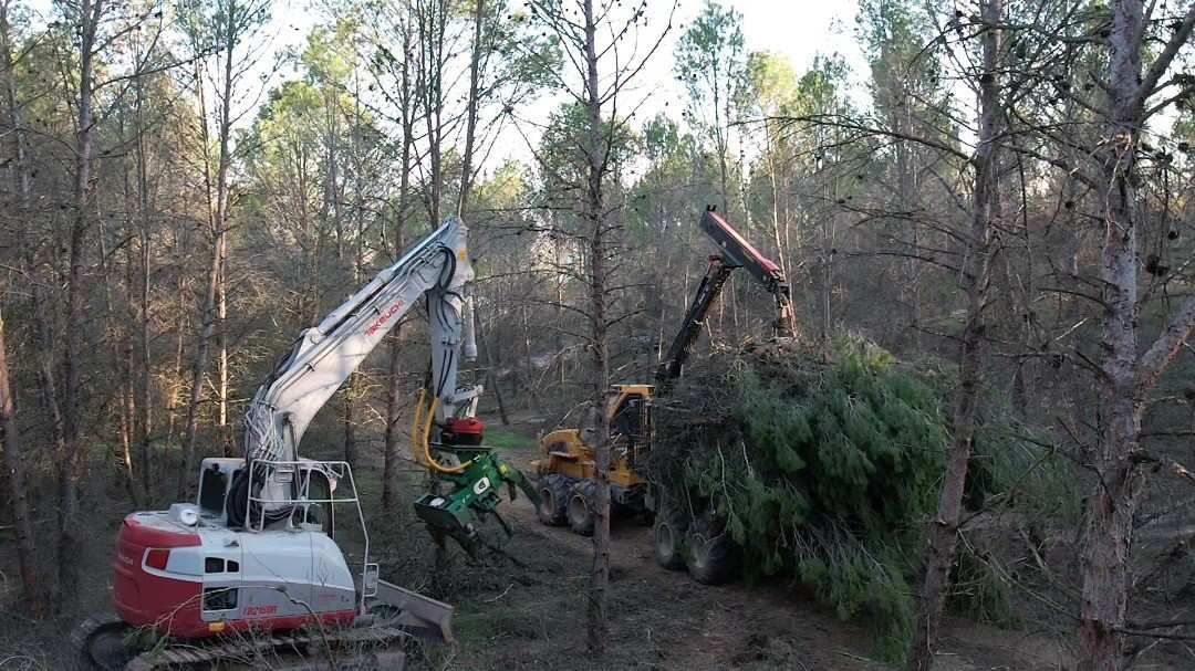 Dos máquinas forestales talando árboles en un bosque.